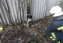 Спасатели в Павлограде освободили из западни пострадавшую собачонку