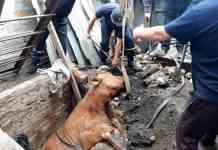 В с. Дмитровка мычала корова, взывая о помощи