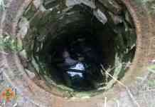 Щенок заманил хозяина в зловонную выгребную яму, – хозяин остался жив