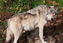 Донбаські вовки тікають від війни до Дніпропетровської області