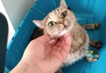 Не втрачайте часу: ветеринарна допомога тепер поруч у веткабінеті “Центр”— у Павлограді та Тернівці!