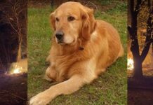 На війні теж є місце добру: військовий не залишив пораненого собаку на фронті