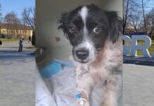 Коли серце сильніше за біль: історія порятунку пса у павлоградському веткабінеті “Центр”